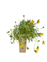 Pianta di Gazania maritima in vaso di cartone 9x9x20
