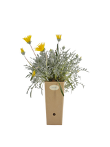 Pianta di Gazania rigens in vaso di cartone 9x9x20