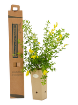 Pianta di Genista x 'Porlock' in vaso di cartone 9x9x20 con scatola BotanicalDryGarden