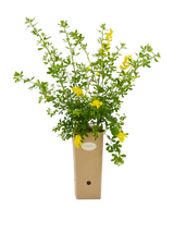 Pianta di Genista x 'Porlock' in vaso di cartone 9x9x20