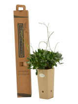 Pianta di Goniolimon speciosum in vaso di cartone 9x9x20 con scatola BotanicalDryGarden