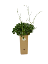 Pianta di Goniolimon speciosum in vaso di cartone 9x9x20