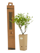 Pianta di Jasminum primulinum in vaso di cartone 9x9x20 e scatola BotanicalDryGarden