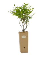 Pianta di Jasminum primulinum in vaso di cartone 9x9x20