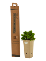 Pianta di Juniperus conferta 'Blue Pacific' in vaso di cartone 9x9x20 con scatola BotanicalDryGarden