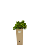 Pianta di Juniperus conferta 'Blue Pacific' in vaso di cartone 9x9x20