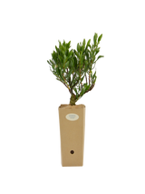 Pianta di Limoniastrum monopetalum 'Carnaval' in vaso di cartone 9x9x20