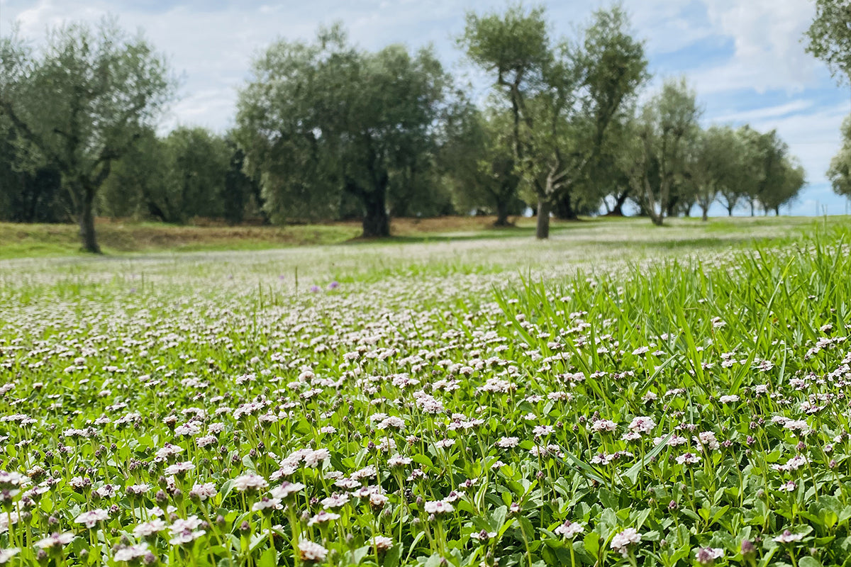 Prato di Lippia nodiflora var. canescens