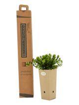 Pianta di Lonicera nitida 'Maigrun' in vaso di cartone 9x9x20 con scatola BotanicalDryGarden