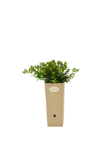 Pianta di Lonicera nitida 'Maigrun' in vaso di cartone 9x9x20