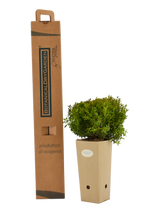 Pianta di Myrtus communis ‘Microphylla’ in vaso di cartone 9x9x20 con scatola BotanicalDryGarden