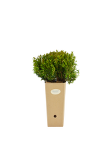 Pianta di Myrtus communis ‘Microphylla’ in vaso di cartone 9x9x20