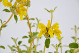 Dettaglio di una pianta di Phlomis lanata