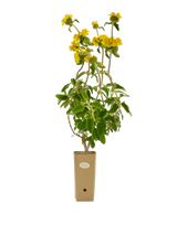 Pianta di Phlomis viscosa in vaso di cartone 9x9x20