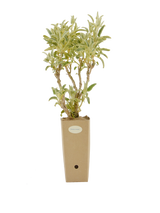 Pianta di Phlomis x 'Marina' in vaso di cartone 9x9x20