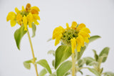 Dettaglio di una pianta di Phlomis x cytherea