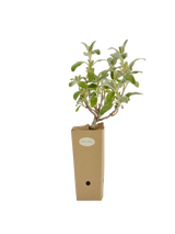 Pianta di Phlomis x cytherea in vaso di cartone 9x9x20