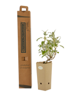 Pianta di Phlomis x cytherea in vaso di cartone 9x9x20 con scatola BotanicalDryGarden