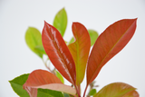 Dettaglio di una pianta di Photinia x fraseri 'Red Robin'