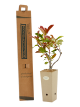 Pianta di Photinia x fraseri 'Red Robin' in vaso di cartone 9x9x20 con scatola BotanicalDryGarden