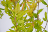 Dettaglio di una pianta di Punica granatum 'Acco'