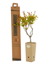 Pianta di Punica granatum 'Fina Tendral' in vaso di cartone 9x9x20 con scatola BotanicalDryGarden