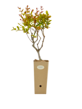 Pianta di Punica granatum 'Fina Tendral' in vaso di cartone 9x9x20