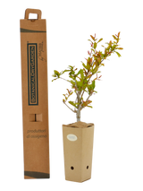 Pianta di Punica granatum 'Maxima Rubra' in vaso di cartone 9x9x20 con scatola BotanicalDryGarden