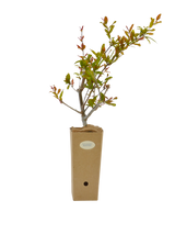 Pianta di Punica granatum 'Maxima Rubra' in vaso di cartone 9x9x20