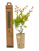 Punica granatum 'Mollar de Elche'