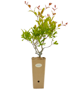 Punica granatum 'Mollar de Elche'