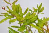 Punica granatum 'Maravillosa'