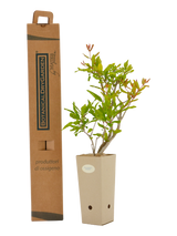 Punica granatum 'Maravillosa'