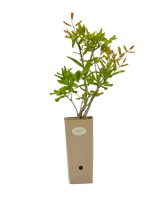 Punica granatum 'Maravillosa'