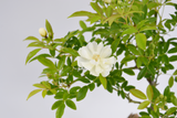 Dettaglio di una Rosa banksiae 'Alba'