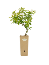 Rosa banksiae 'Alba' in vaso di cartone 9x9x20