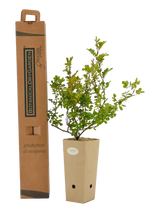 Rosa bracteata Macartney in vaso di cartone 9x9x20 con scatola BotanicalDryGarden