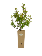 Rosa bracteata Macartney in vaso di cartone 9x9x20