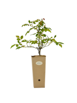 Rosa 'Alberic Barbier' in vaso di cartone 9x9x20