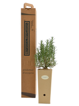 Pianta di Rosmarinus officinalis 'Fota Blue' in vaso di cartone 9x9x20 con scatola di BotanicalDryGarden