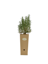 Pianta di Rosmarinus officinalis 'Fota Blue' in vaso di cartone 9x9x20