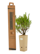 Rosmarinus officinalis 'Pyramidalis'