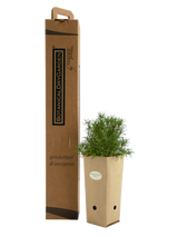 Pianta di Rosmarinus officinalis 'Sappho' in vaso di cartone 9x9x20 con scatola BotanicalDryGarden