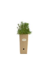 Pianta di Rosmarinus officinalis 'Sappho' in vaso di cartone 9x9x20
