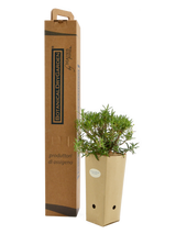 Pianta di Rosmarinus officinalis 'Spice Islands' in vaso di cartone 9x9x20 con scatola BotanicalDryGarden