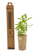 Salvia amplexicaulis