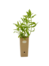 Salvia amplexicaulis