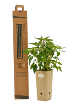 Salvia ananas (Salvia elegans)