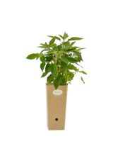 Salvia ananas (Salvia elegans)