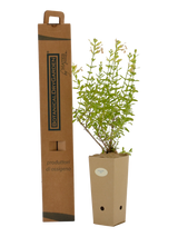 Salvia greggii 'Alba'